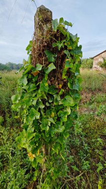 Vahşi agresif sarmaşık kabağı yapraklı bitki beton direğin etrafına tırmanıyor..
