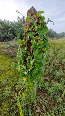 Vahşi agresif sarmaşık kabağı yapraklı bitki beton direğin etrafına tırmanıyor..