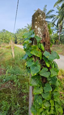 Vahşi agresif sarmaşık kabağı yapraklı bitki beton direğin etrafına tırmanıyor..