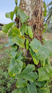 Vahşi agresif sarmaşık kabağı yapraklı bitki beton direğin etrafına tırmanıyor..