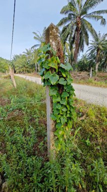 Vahşi agresif sarmaşık kabağı yapraklı bitki beton direğin etrafına tırmanıyor..