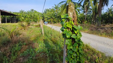 Vahşi agresif sarmaşık kabağı yapraklı bitki beton direğin etrafına tırmanıyor..