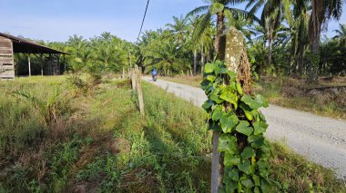 Vahşi agresif sarmaşık kabağı yapraklı bitki beton direğin etrafına tırmanıyor..