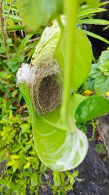 Bilinmeyen kuş yeşil yaprağın içinde basit bir yapı yuvası ördü..