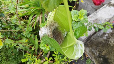 Bilinmeyen kuş yeşil yaprağın içinde basit bir yapı yuvası ördü..