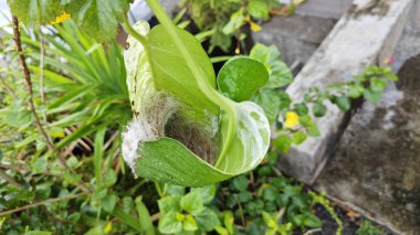 Bilinmeyen kuş yeşil yaprağın içinde basit bir yapı yuvası ördü..