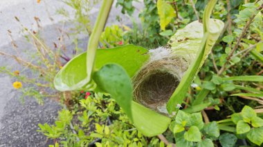 Bilinmeyen kuş yeşil yaprağın içinde basit bir yapı yuvası ördü..