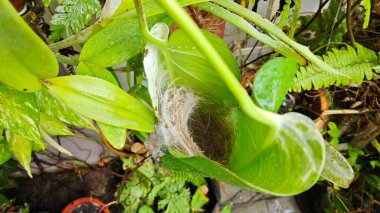 Bilinmeyen kuş yeşil yaprağın içinde basit bir yapı yuvası ördü..