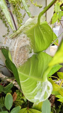 Bilinmeyen kuş yeşil yaprağın içinde basit bir yapı yuvası ördü..