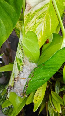 Bilinmeyen kuş yeşil yaprağın içinde basit bir yapı yuvası ördü..