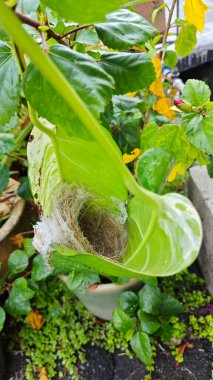 Bilinmeyen kuş yeşil yaprağın içinde basit bir yapı yuvası ördü..