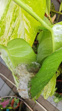 Bilinmeyen kuş yeşil yaprağın içinde basit bir yapı yuvası ördü..