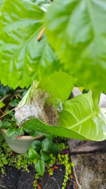 Bilinmeyen kuş yeşil yaprağın içinde basit bir yapı yuvası ördü..