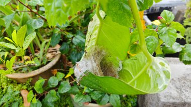 Bilinmeyen kuş yeşil yaprağın içinde basit bir yapı yuvası ördü..