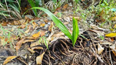 Çürüyen bir tohumdan filizlenen tek bir palmiye yağı veya çürüyen bir tohum tohumu kümesi..