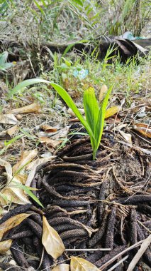 Çürüyen bir tohumdan filizlenen tek bir palmiye yağı veya çürüyen bir tohum tohumu kümesi..