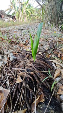 Çürüyen bir tohumdan filizlenen tek bir palmiye yağı veya çürüyen bir tohum tohumu kümesi..