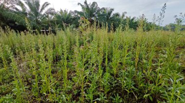 Çayırların etrafında yetişen yabani kıllı bitkisel otların manzarası.