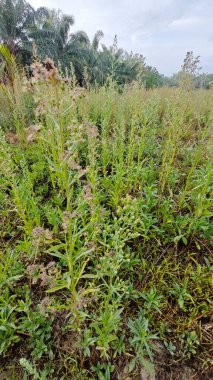 Çayırların etrafında yetişen yabani kıllı bitkisel otların manzarası.