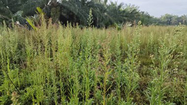 Çayırların etrafında yetişen yabani kıllı bitkisel otların manzarası.