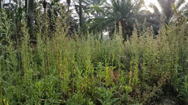 Çayırların etrafında yetişen yabani kıllı bitkisel otların manzarası.