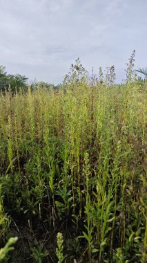 Çayırların etrafında yetişen yabani kıllı bitkisel otların manzarası.