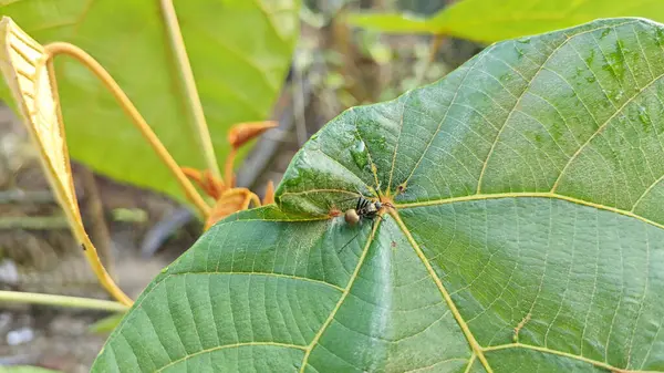 Polirhachis karıncayı büyük yeşil makaranj dev çay yapraklarına dalıyor..
