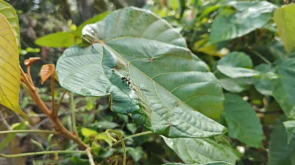 Polirhachis karıncayı büyük yeşil makaranj dev çay yapraklarına dalıyor..