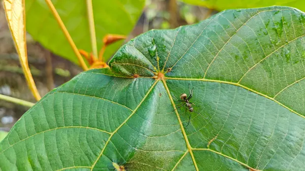 Polirhachis karıncayı büyük yeşil makaranj dev çay yapraklarına dalıyor..
