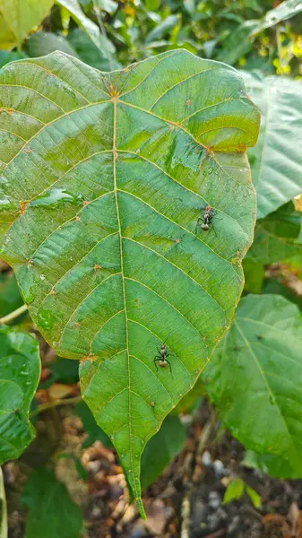 Polirhachis karıncayı büyük yeşil makaranj dev çay yapraklarına dalıyor..