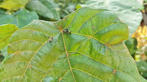 Polirhachis karıncayı büyük yeşil makaranj dev çay yapraklarına dalıyor..