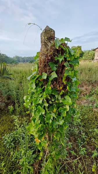 Vahşi agresif sarmaşık kabağı yapraklı bitki beton direğin etrafına tırmanıyor..