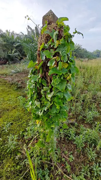 Vahşi agresif sarmaşık kabağı yapraklı bitki beton direğin etrafına tırmanıyor..