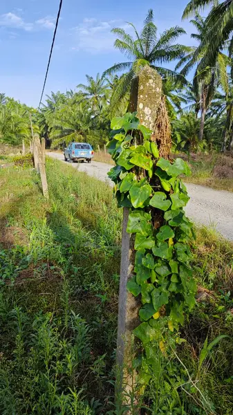 Vahşi agresif sarmaşık kabağı yapraklı bitki beton direğin etrafına tırmanıyor..