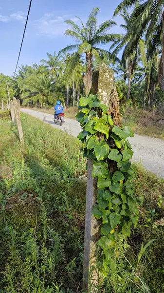 Vahşi agresif sarmaşık kabağı yapraklı bitki beton direğin etrafına tırmanıyor..