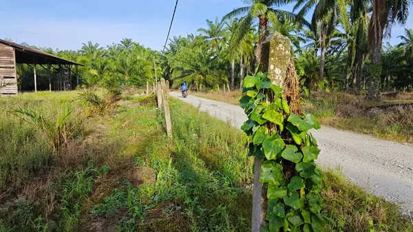 Vahşi agresif sarmaşık kabağı yapraklı bitki beton direğin etrafına tırmanıyor..