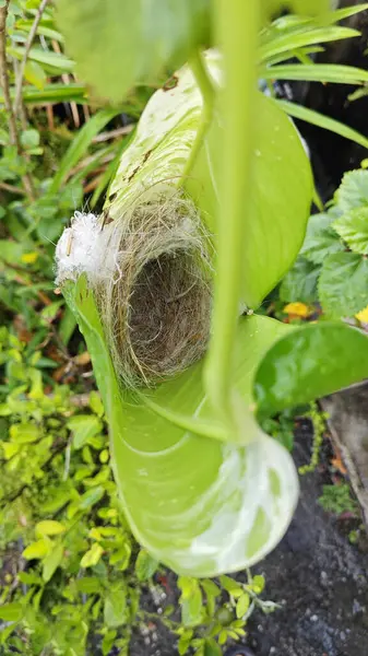 Bilinmeyen kuş yeşil yaprağın içinde basit bir yapı yuvası ördü..