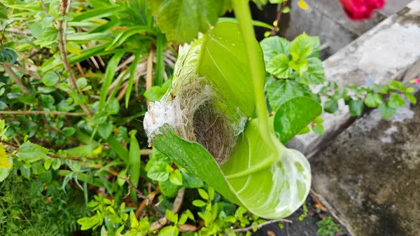 Bilinmeyen kuş yeşil yaprağın içinde basit bir yapı yuvası ördü..