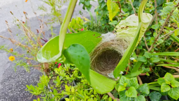 Bilinmeyen kuş yeşil yaprağın içinde basit bir yapı yuvası ördü..