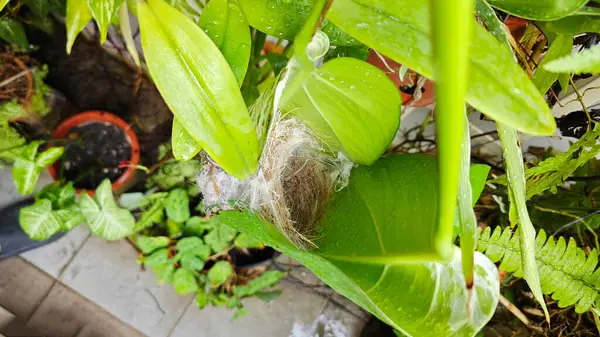 Bilinmeyen kuş yeşil yaprağın içinde basit bir yapı yuvası ördü..