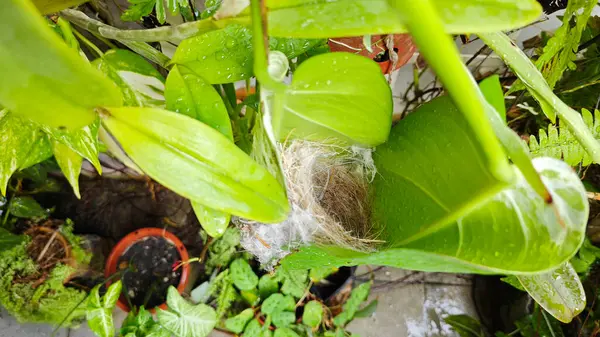 Bilinmeyen kuş yeşil yaprağın içinde basit bir yapı yuvası ördü..