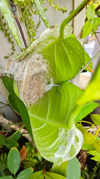Bilinmeyen kuş yeşil yaprağın içinde basit bir yapı yuvası ördü..
