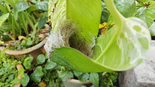 Bilinmeyen kuş yeşil yaprağın içinde basit bir yapı yuvası ördü..