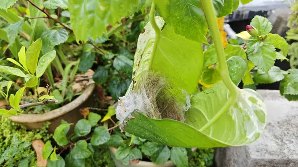 Bilinmeyen kuş yeşil yaprağın içinde basit bir yapı yuvası ördü..