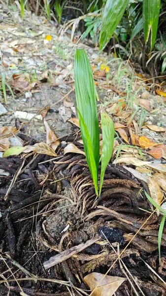 Çürüyen bir tohumdan filizlenen tek bir palmiye yağı veya çürüyen bir tohum tohumu kümesi..