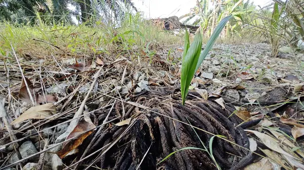 Çürüyen bir tohumdan filizlenen tek bir palmiye yağı veya çürüyen bir tohum tohumu kümesi..