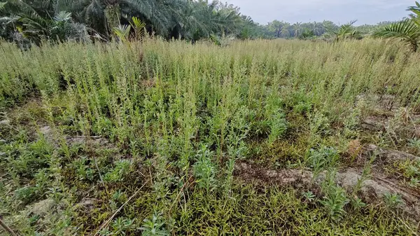 Çayırların etrafında yetişen yabani kıllı bitkisel otların manzarası.