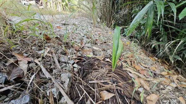 Çürüyen bir tohumdan filizlenen tek bir palmiye yağı veya çürüyen bir tohum tohumu kümesi..