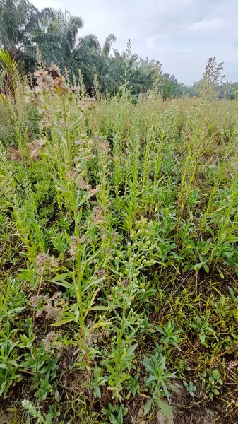 Çayırların etrafında yetişen yabani kıllı bitkisel otların manzarası.