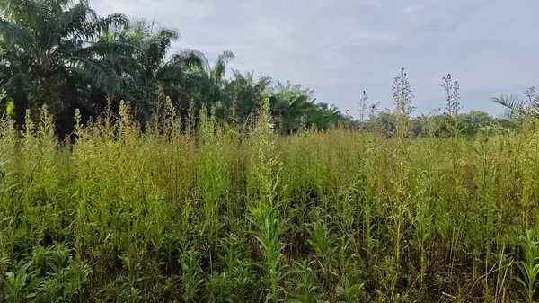 Çayırların etrafında yetişen yabani kıllı bitkisel otların manzarası.